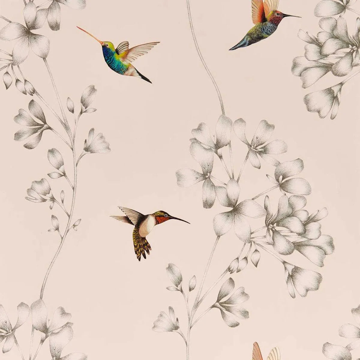 Amazilia Wallpaper - Harlequin