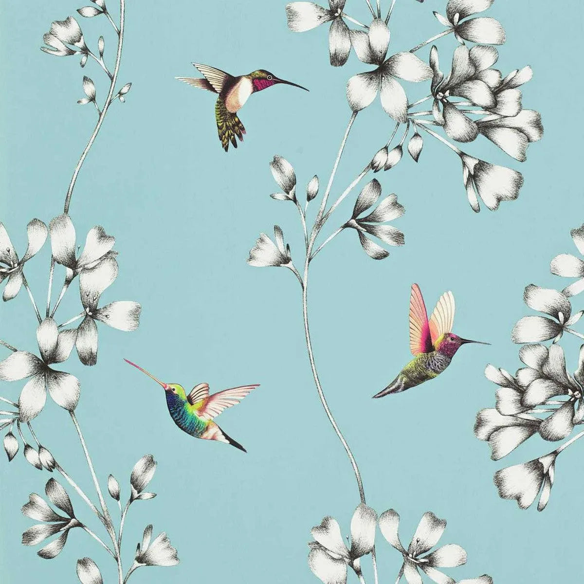 Amazilia Wallpaper - Harlequin