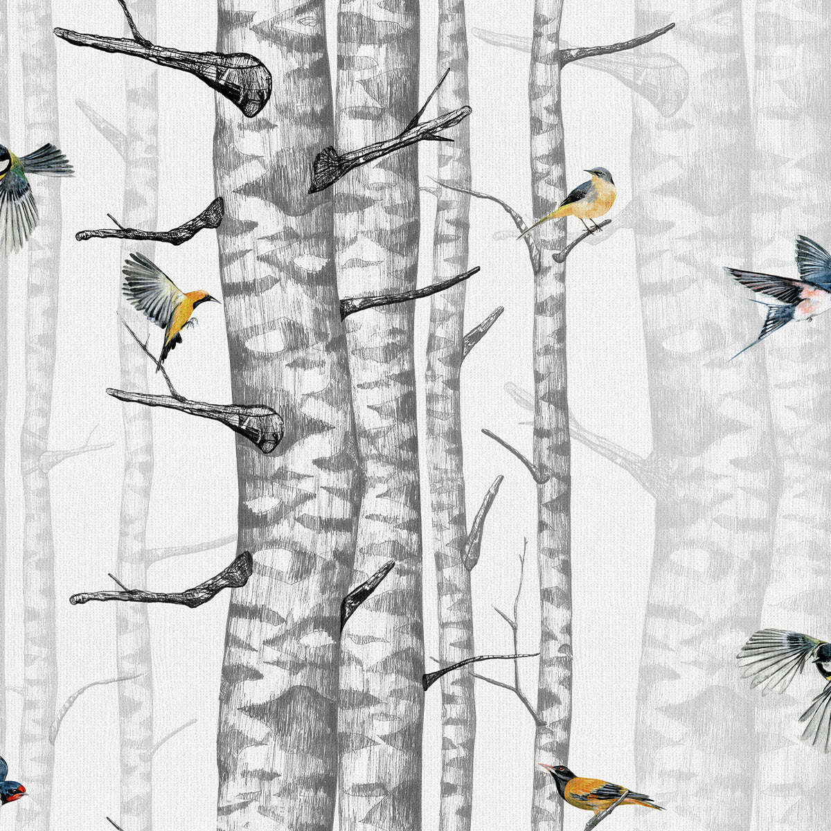 Birch Trees Wallpaper - Coordonne