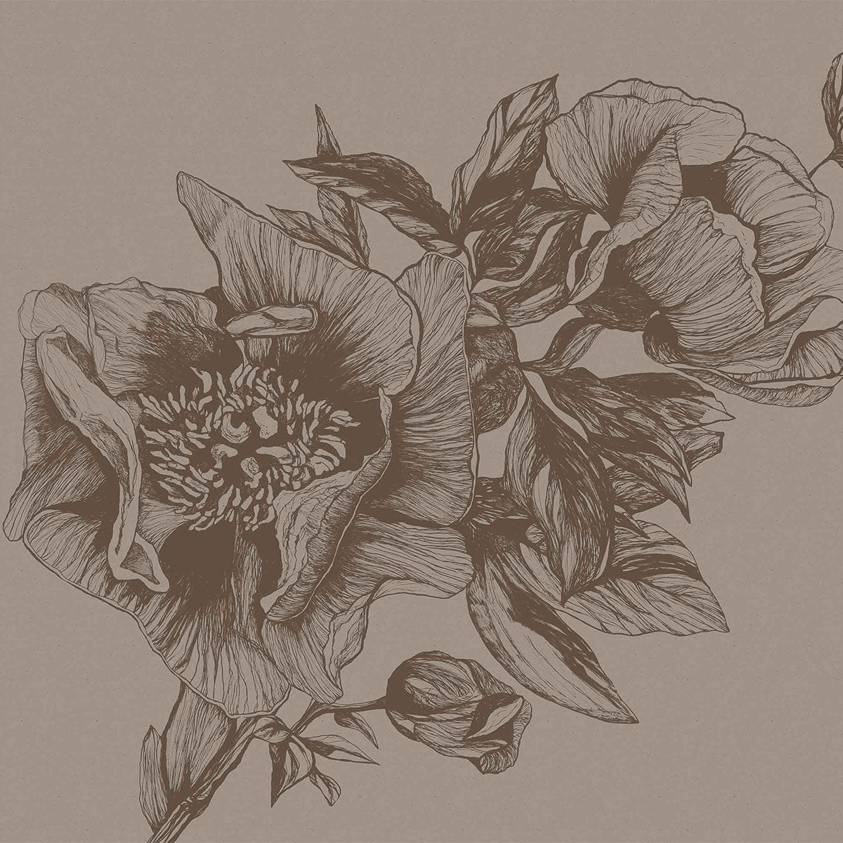 Giant Peonies Mural Wallpaper - Coordonne
