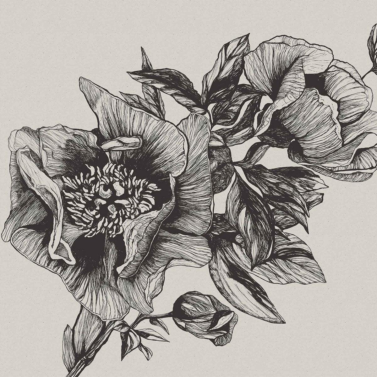 Giant Peonies Mural Wallpaper - Coordonne