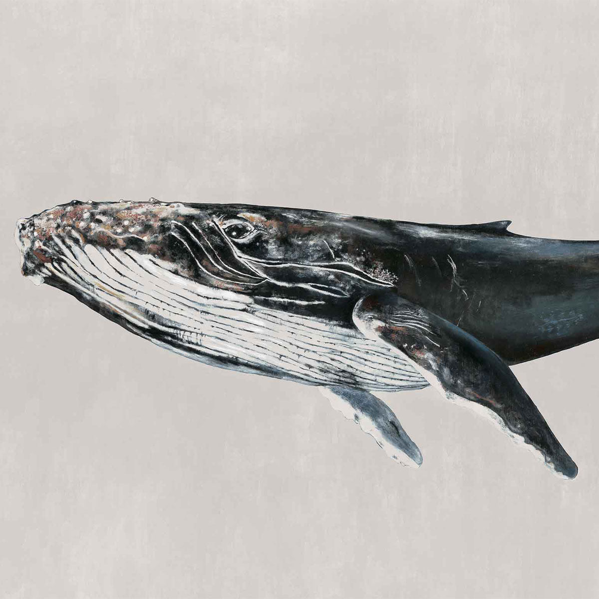 Humpback Whale Mural Wallpaper - Coordonne