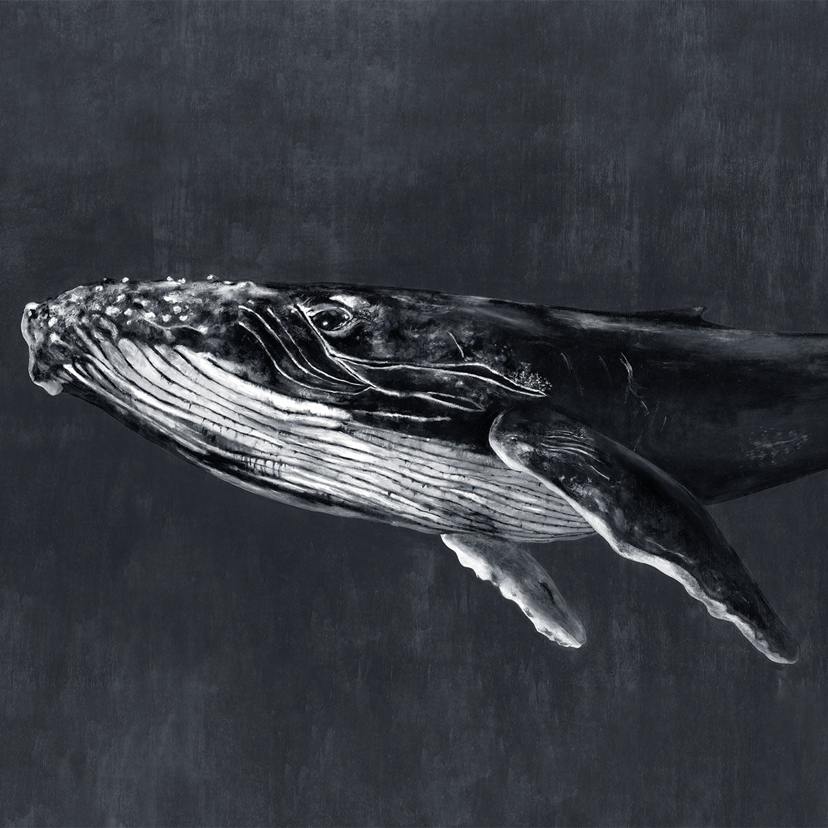 Humpback Whale Mural Wallpaper - Coordonne