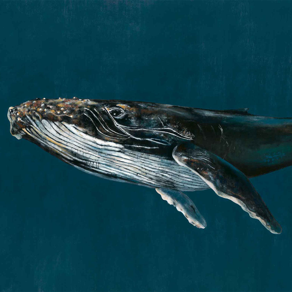 Humpback Whale Mural Wallpaper - Coordonne