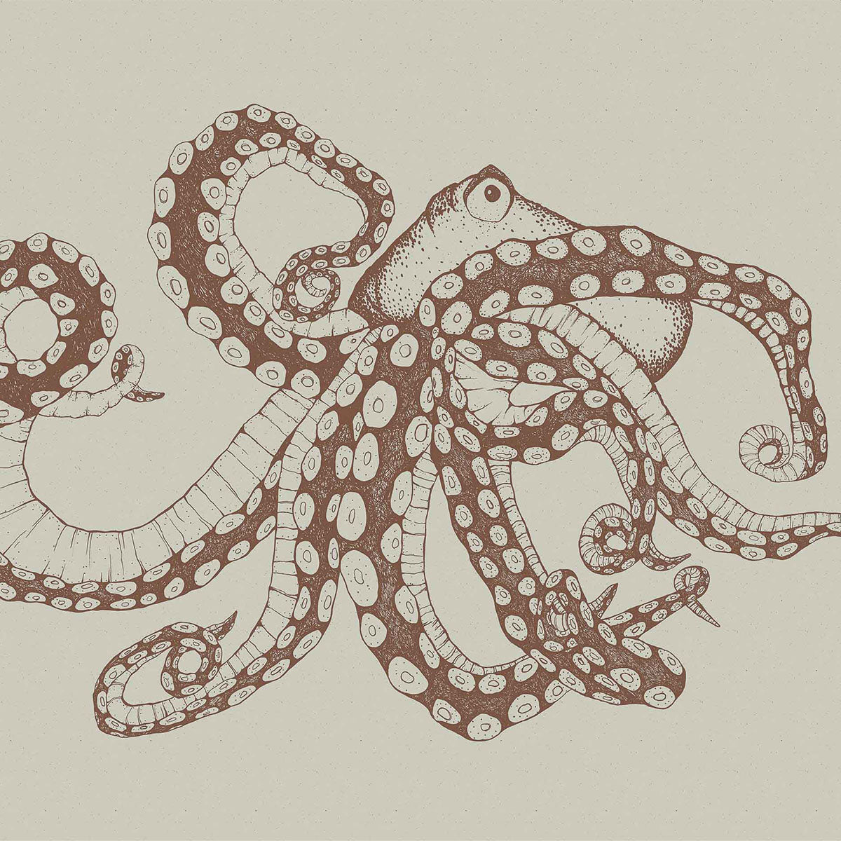 Octopus X-Ray Mural Wallpaper - Coordonne