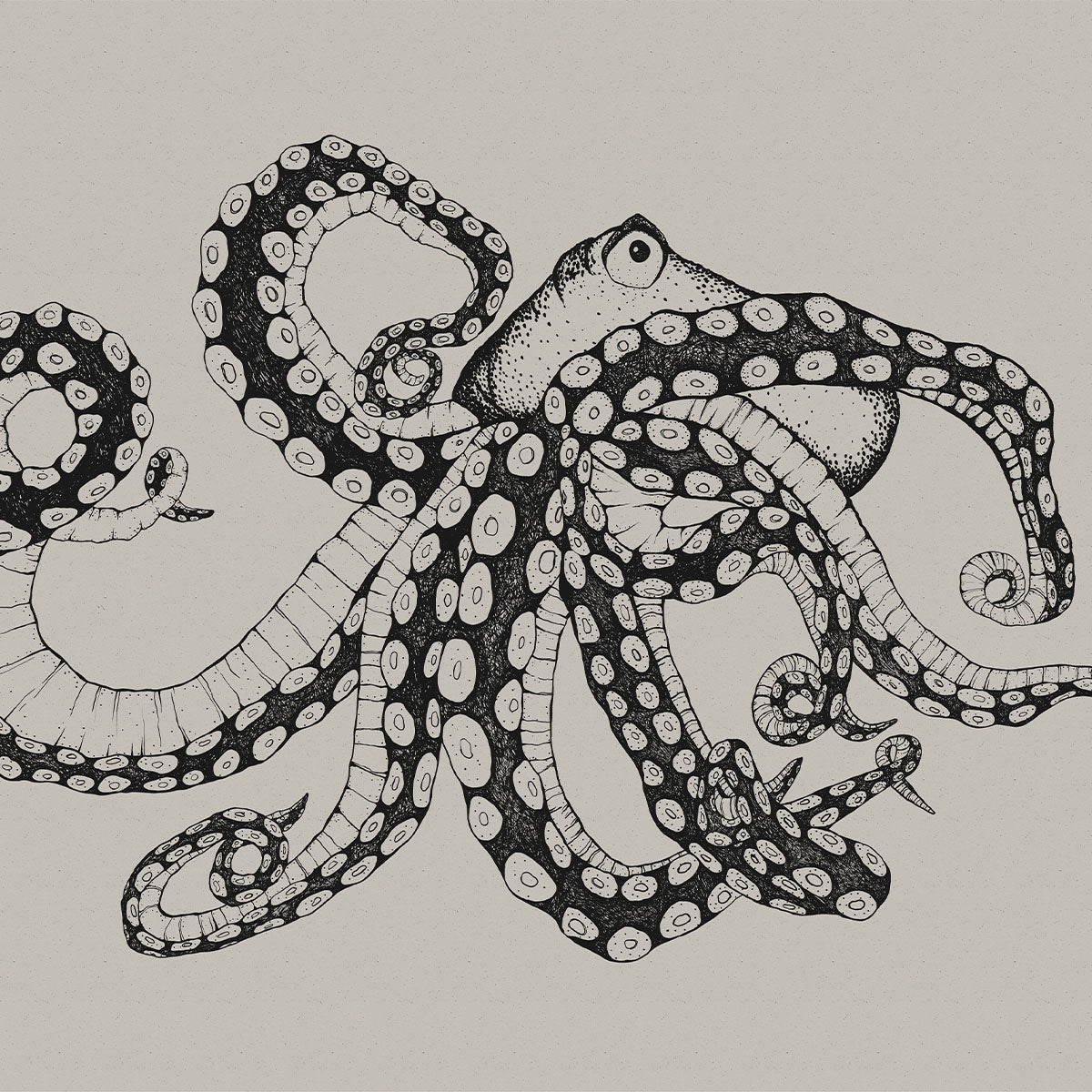 Octopus X-Ray Mural Wallpaper - Coordonne