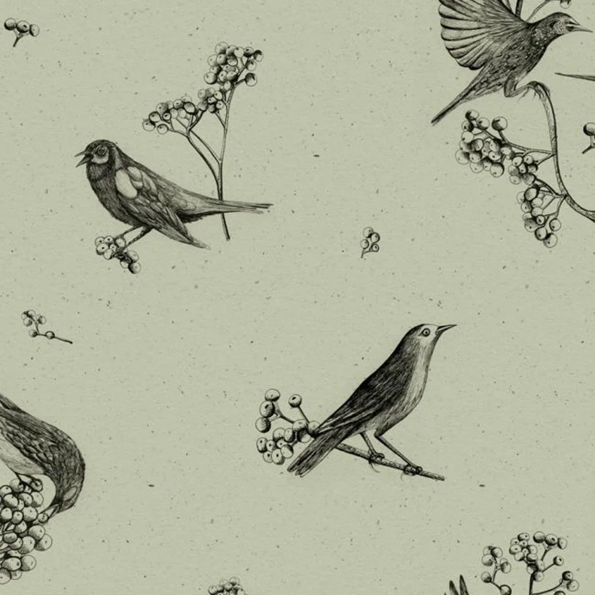 Sweet Birds Wallpaper - Coordonne