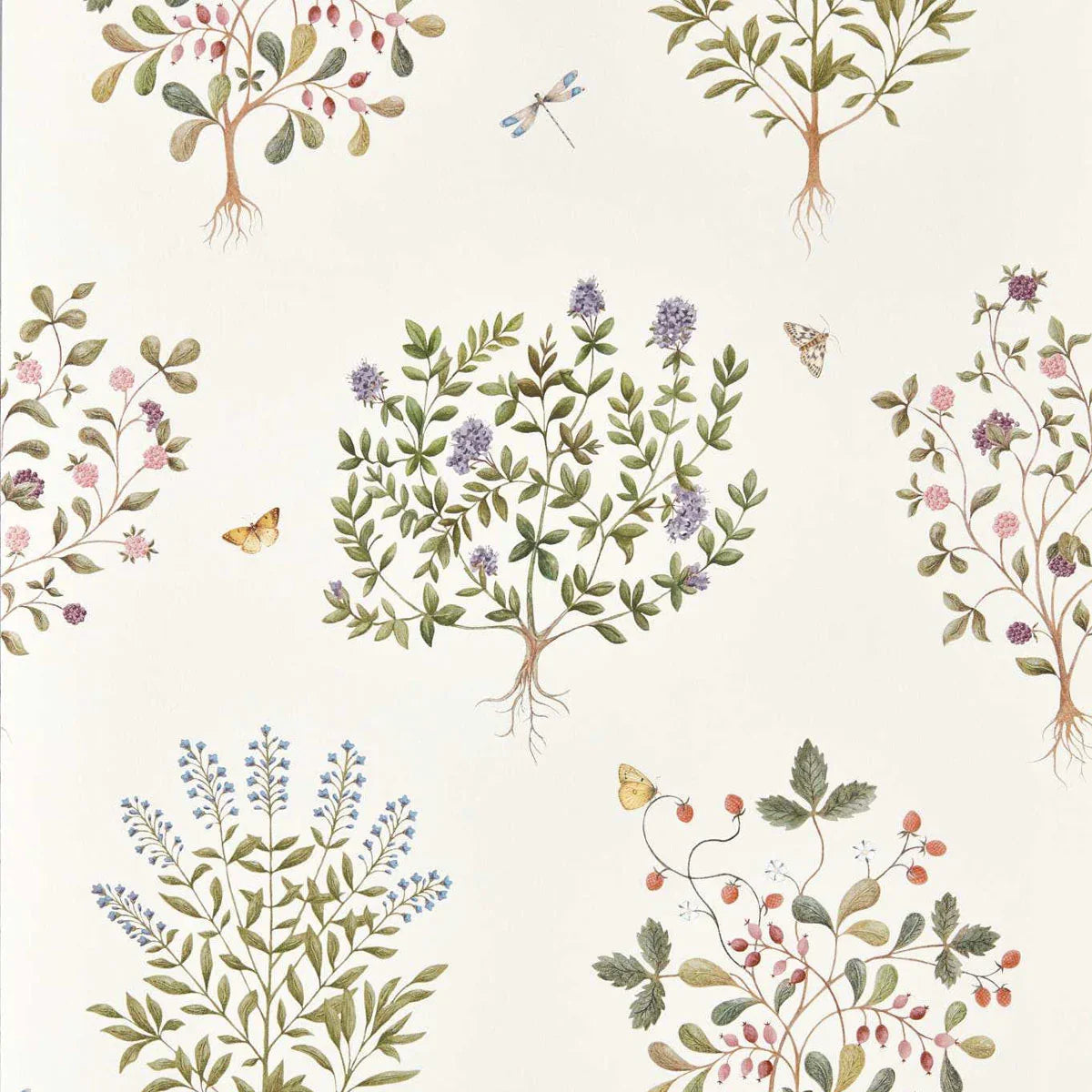 Thyme Walk Wallpaper - Sanderson