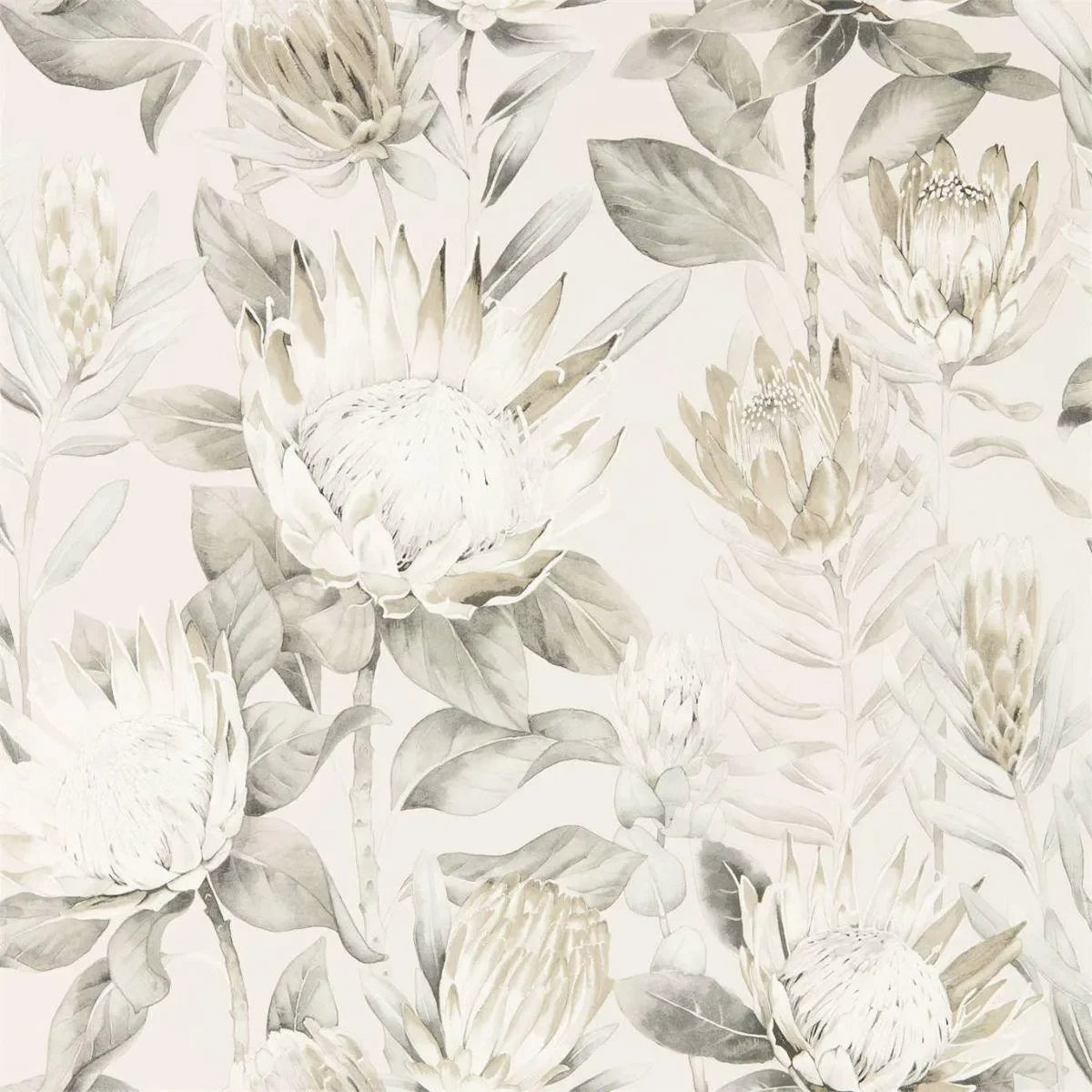 King Protea Wallpaper - Sanderson