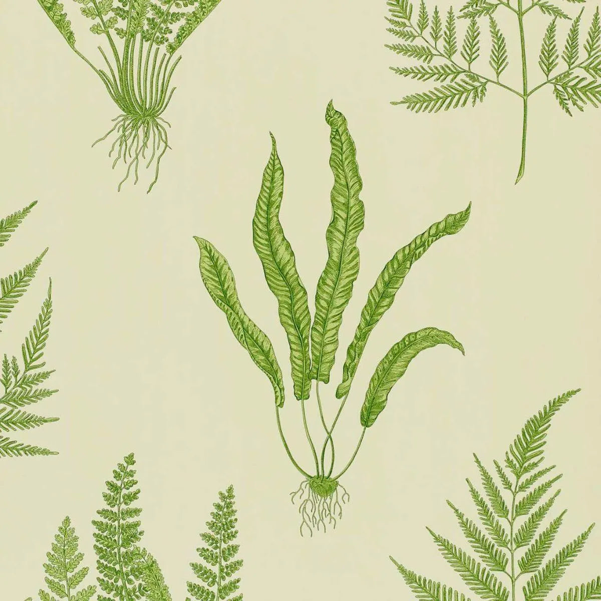 Woodland Ferns Green Wallpaper - Sanderson