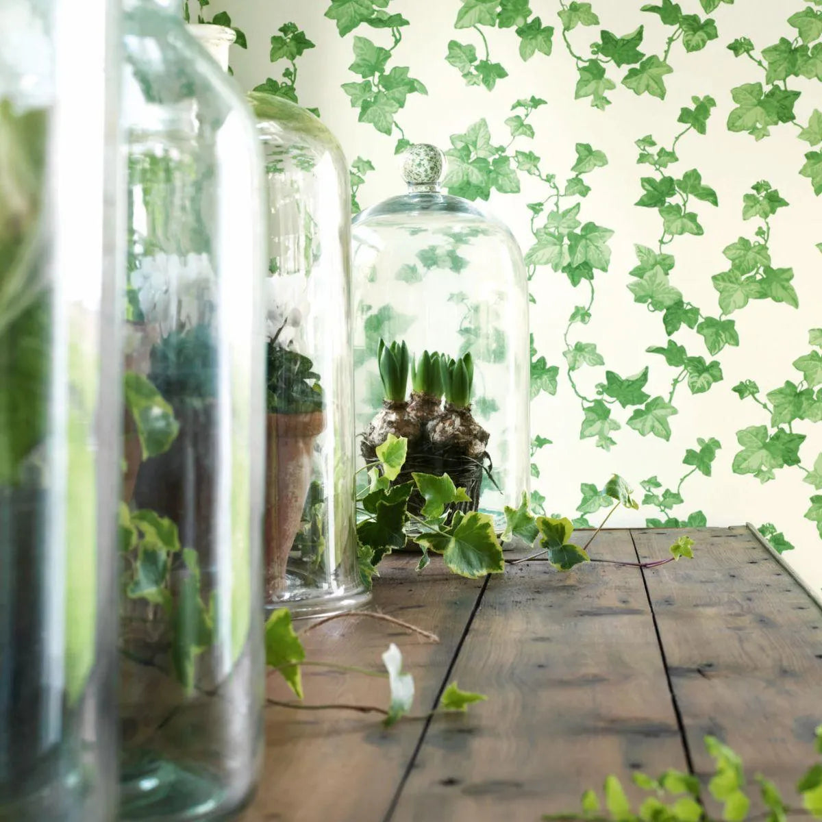 Hedera Wallpaper - Sanderson
