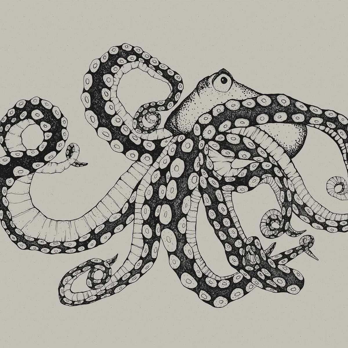 Octopus XRay Mural Wallpaper - Coordonne