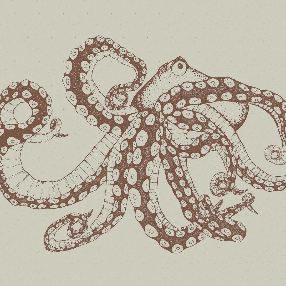 Octopus XRay Mural Wallpaper - Coordonne